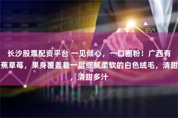 长沙股票配资平台 一见倾心，一口圈粉！广西有种香蕉草莓，果身覆盖着一层细腻柔软的白色绒毛，清甜多汁